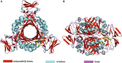 Probing the Structural Dynamics of the Plasmodium falciparum Tunneling-Fold Enzyme 6-Pyruvoyl Tetrahydropterin Synthase to Reveal Allosteric Drug Targeting Sites